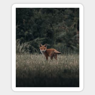 Red fox 2 Sticker